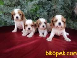 Ruhsatlı Çiftlikten Cavalier King  Charles Yavruları 4