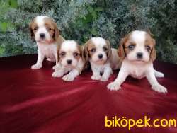Ruhsatlı Çiftlikten Cavalier King  Charles Yavruları 3
