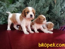 Ruhsatlı Çiftlikten Irk Garantili CavalierKing Charles Yavruları 2