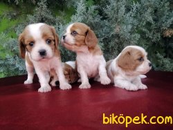 Ruhsatlı Çiftlikten Irk Garantili CavalierKing Charles Yavruları 1