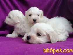 Ruhsatlı Çiftlikten Maltese Terrier Yavruları 5