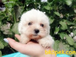 Ruhsatlı Çiftlikten Maltese Terrier Yavruları 2