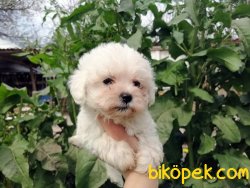 Ruhsatlı Çiftlikten Maltese Terrier Yavruları 4