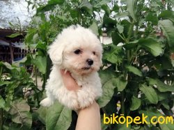 Ruhsatlı Çiftlikten Maltese Terrier Yavruları 3