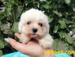 Ruhsatlı Çiftlikten Maltese Terrier Yavruları 1