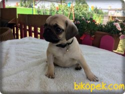 Ruhsatlı Çiftlikten Pug Mops Yavruları 1