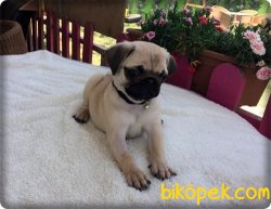 Ruhsatlı Çiftlikten Pug Mops Yavruları 4