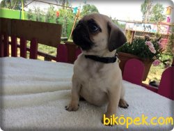 Ruhsatlı Çiftlikten Pug Mops Yavruları 2