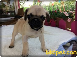 Ruhsatlı Çiftlikten Pug Mops Yavruları 3
