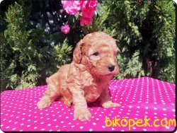 Ruhsatlı Çiftlikten Toy Poodlle Yavruları 5