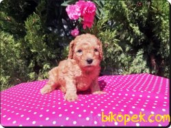 Ruhsatlı Çiftlikten Toy Poodlle Yavruları 3
