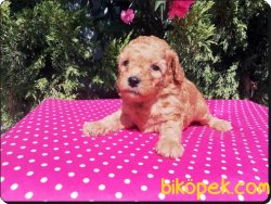 Ruhsatlı Çiftlikten Toy Poodlle Yavruları 1