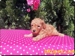 Ruhsatlı Çiftlikten Toy Poodlle Yavruları 2