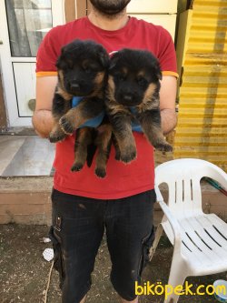 Ruhsatlı Köpek Çiftliğinden A Kalite ALMAN KURDU Yavruları 1