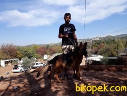 Ruhsatlı Köpek Çiftliğinden A Kalite ALMAN KURDU Yavruları 2