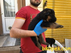 Ruhsatlı Köpek Çiftliğinden A Kalite ALMAN KURDU Yavruları 5
