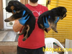 Ruhsatlı Köpek Çiftliğinden A Kalite ALMAN KURDU Yavruları 3