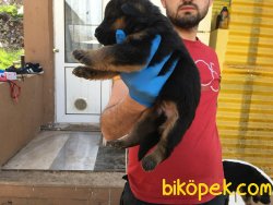 Ruhsatlı Köpek Çiftliğinden A Kalite ALMAN KURDU Yavruları 4