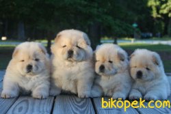 Ruhsatlı Köpek Çiftliğinden A Kalite CHOW CHOW Yavru 1