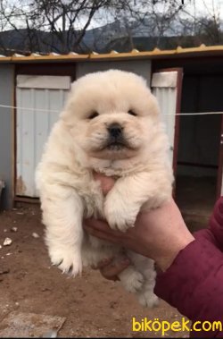 Ruhsatlı Köpek Çiftliğinden A Kalite CHOW CHOW Yavru 3