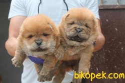 Ruhsatlı Köpek Çiftliğinden A Kalite CHOW CHOW Yavru 2