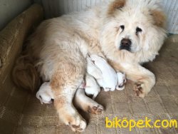 Ruhsatlı Köpek Çiftliğinden A Kalite CHOW CHOW Yavru 4