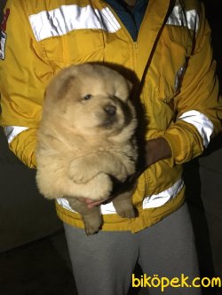 Ruhsatlı Köpek Çiftliğinden A Kalite CHOW CHOW Yavru 5
