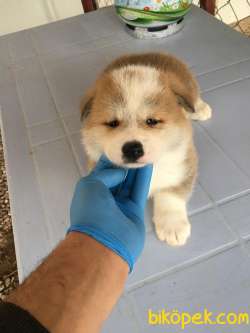 Ruhsatlı Köpek Çiftliğinden A Kalite JAPON AKİTA İNU Yavru 5