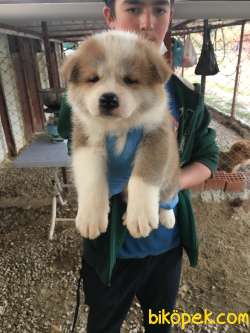 Ruhsatlı Köpek Çiftliğinden A Kalite JAPON AKİTA İNU Yavru 3