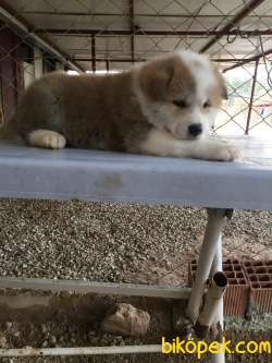 Ruhsatlı Köpek Çiftliğinden A Kalite JAPON AKİTA İNU Yavru 2