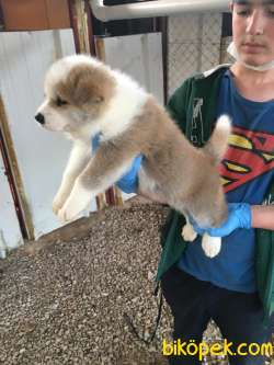 Ruhsatlı Köpek Çiftliğinden A Kalite JAPON AKİTA İNU Yavru 1