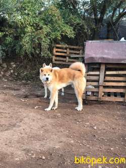 Ruhsatlı Köpek Çiftliğinden A Kalite JAPON AKİTA İNU Yavru 4