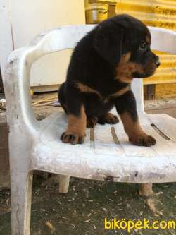 RUHSATLI KÖPEK ÇİFTLİĞİNDEN A KALİTE MACAR ROTTWEİLER YAVRULARI 4