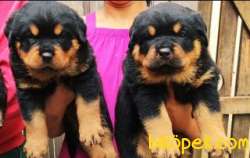 RUHSATLI KÖPEK ÇİFTLİĞİNDEN A KALİTE MACAR ROTTWEİLER YAVRULARI 1
