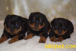 RUHSATLI KÖPEK ÇİFTLİĞİNDEN A KALİTE MACAR ROTTWEİLER YAVRULARI 2