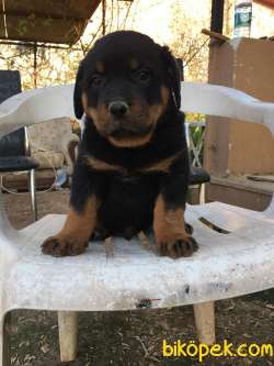 RUHSATLI KÖPEK ÇİFTLİĞİNDEN A KALİTE MACAR ROTTWEİLER YAVRULARI 5