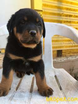 RUHSATLI KÖPEK ÇİFTLİĞİNDEN A KALİTE MACAR ROTTWEİLER YAVRULARI 3