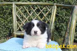 Ruhsatlı Köpek Çiftliginden Border Collie Yavruları 4