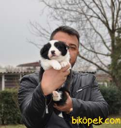 Ruhsatlı Köpek Çiftliginden Border Collie Yavruları