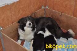 Ruhsatlı Köpek Çiftliginden Border Collie Yavruları 2