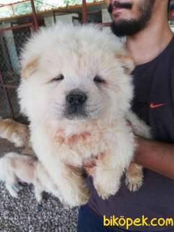 RUHSATLI KÖPEK ÇİFTLİĞİNDEN CHOW CHOW YAVRULARI 3
