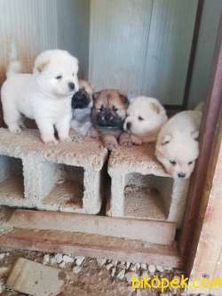 RUHSATLI KÖPEK ÇİFTLİĞİNDEN CHOW CHOW YAVRULARI 4