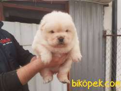 RUHSATLI KÖPEK ÇİFTLİĞİNDEN CHOW CHOW YAVRULARI 1