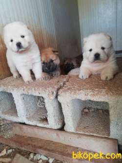 RUHSATLI KÖPEK ÇİFTLİĞİNDEN CHOW CHOW YAVRULARI 3