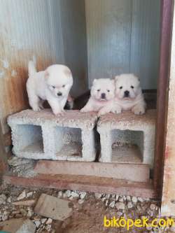 RUHSATLI KÖPEK ÇİFTLİĞİNDEN CHOW CHOW YAVRULARI 2