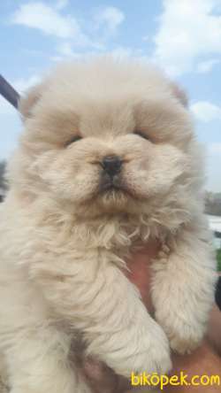 RUHSATLI KÖPEK ÇİFTLİĞİNDEN CHOW CHOW YAVRULARI 2
