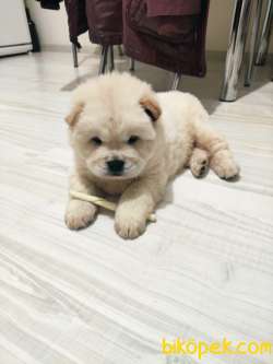 RUHSATLI KÖPEK ÇİFTLİĞİNDEN CHOW CHOW YAVRULARI 1