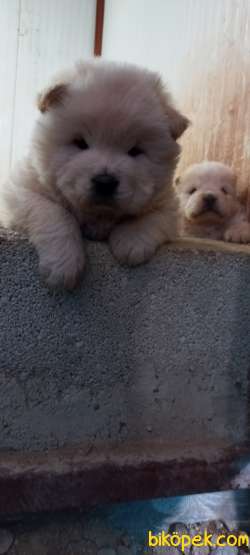 RUHSATLI KÖPEK ÇİFTLİĞİNDEN CHOW CHOW YAVRULARI 2
