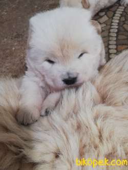 RUHSATLI KÖPEK ÇİFTLİĞİNDEN CHOW CHOW YAVRULARI 5