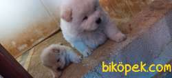 RUHSATLI KÖPEK ÇİFTLİĞİNDEN CHOW CHOW YAVRULARI 3